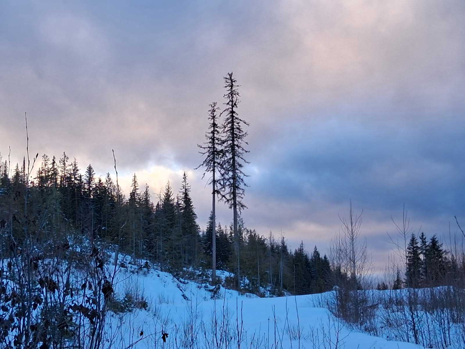 caribou_run