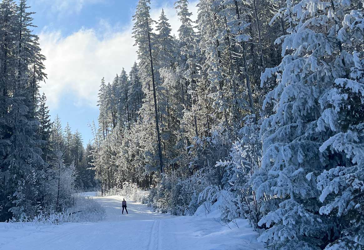 Larch Hills Woodlot Ramble